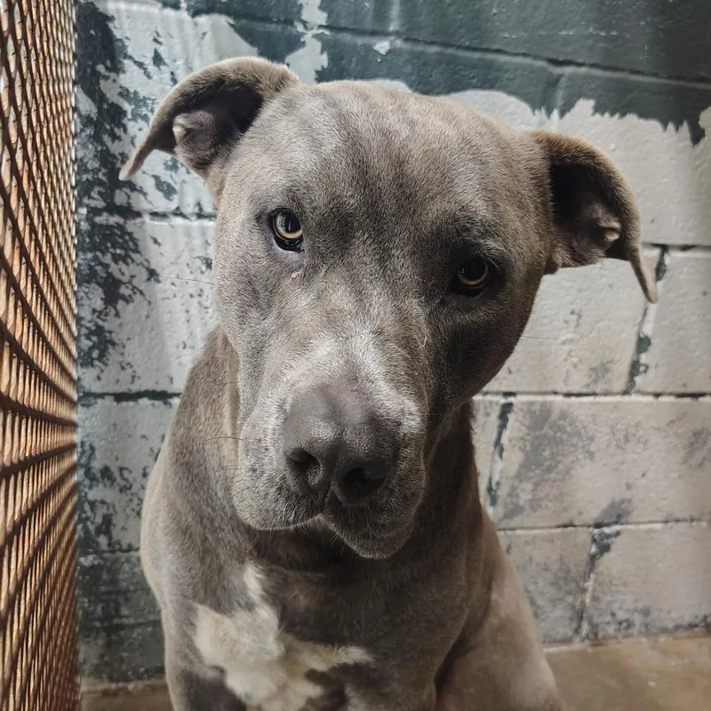An adult large-sized male Gray / Blue / Silver Pit Bull Terrier dog named Csasstray for adoption in Springtown, TX