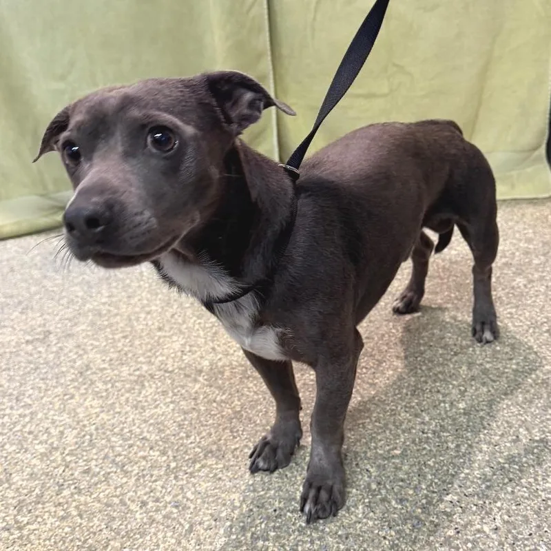 An adult small-sized male Gray / Blue / Silver Dachshund dog named Jam Chino Hills for adoption in Chino Hills, CA