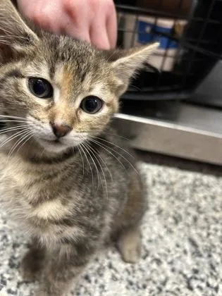 A baby medium-sized female Domestic Short Hair cat named Eleanor for adoption in West Chester, PA