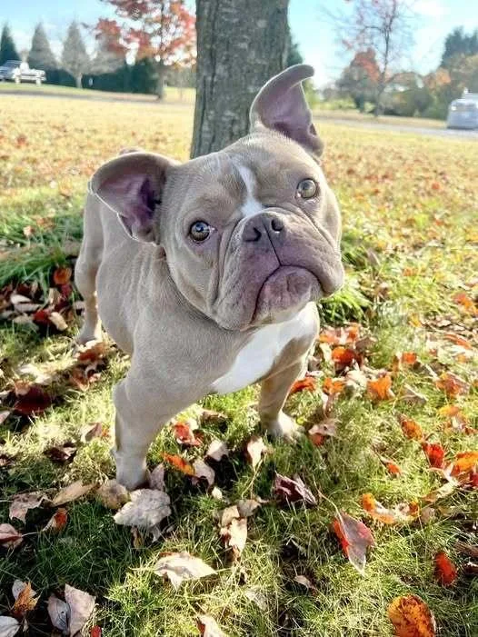 Passion Fruit thumbnail 2