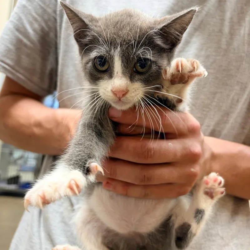 A baby small-sized male Gray / Blue / Silver Domestic Short Hair cat named Dragon for adoption in Palestine, TX