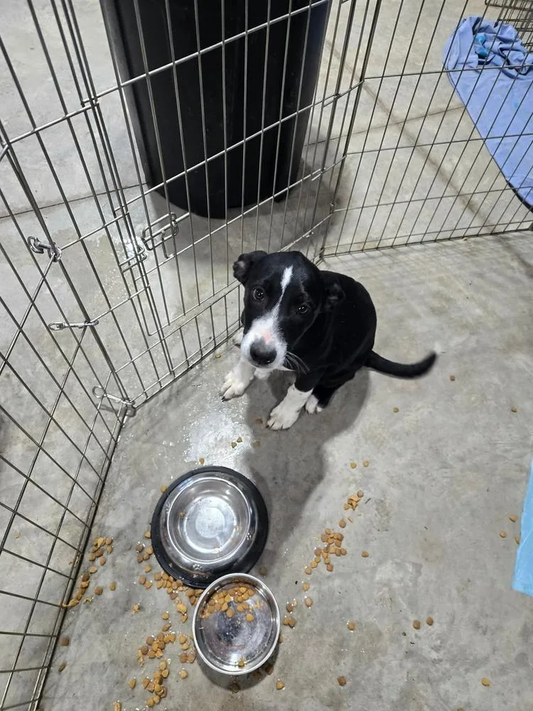 A baby large-sized male Tricolor (Brown, Black, & White) Border Collie dog named Cadbury for adoption in Waunakee, WI
