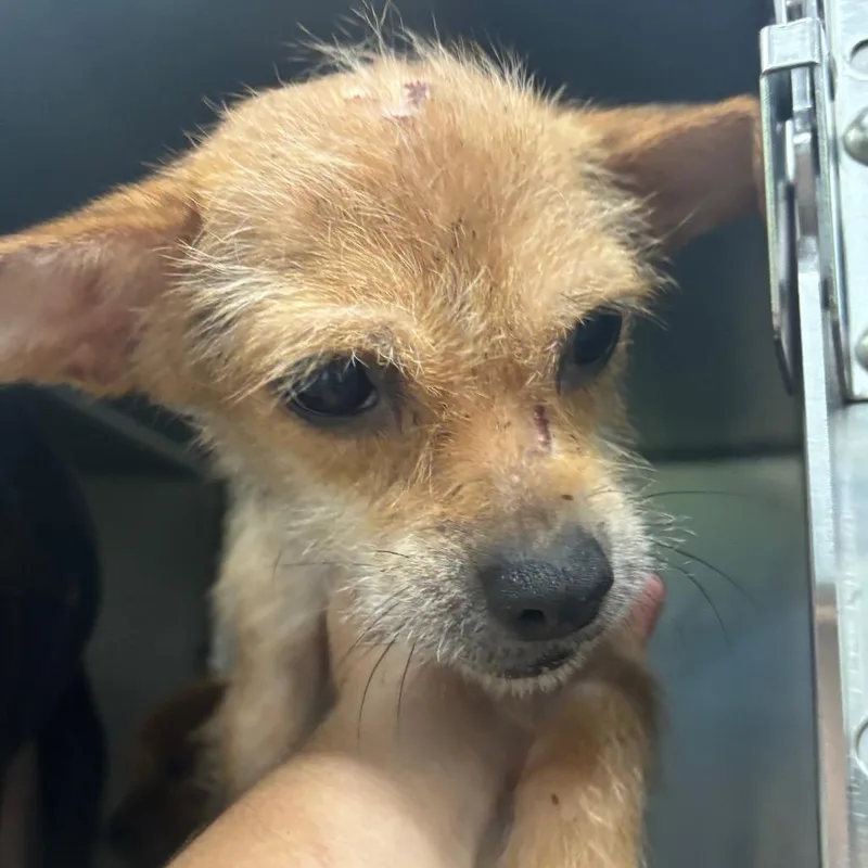 An adult small-sized female Mixed Breed dog named Lovey for adoption in Corbin, KY