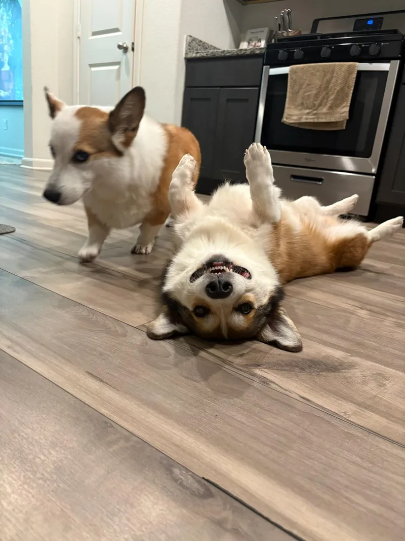 An adult medium-sized male Yellow / Tan / Blond / Fawn Corgi dog named Bubbaloo for adoption in Garland, TX