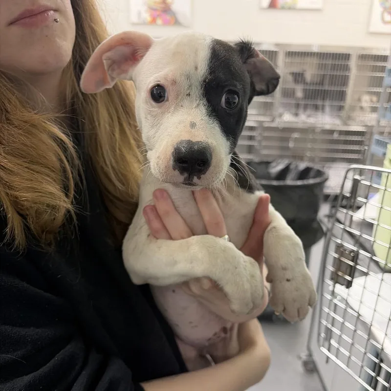 A baby small-sized male White / Cream Terrier dog named Dell for adoption in Montgomery, AL