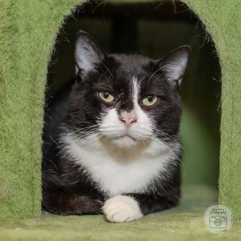An adult medium-sized male Black & White / Tuxedo Domestic Short Hair cat named Bennie for adoption in Blairsville, PA