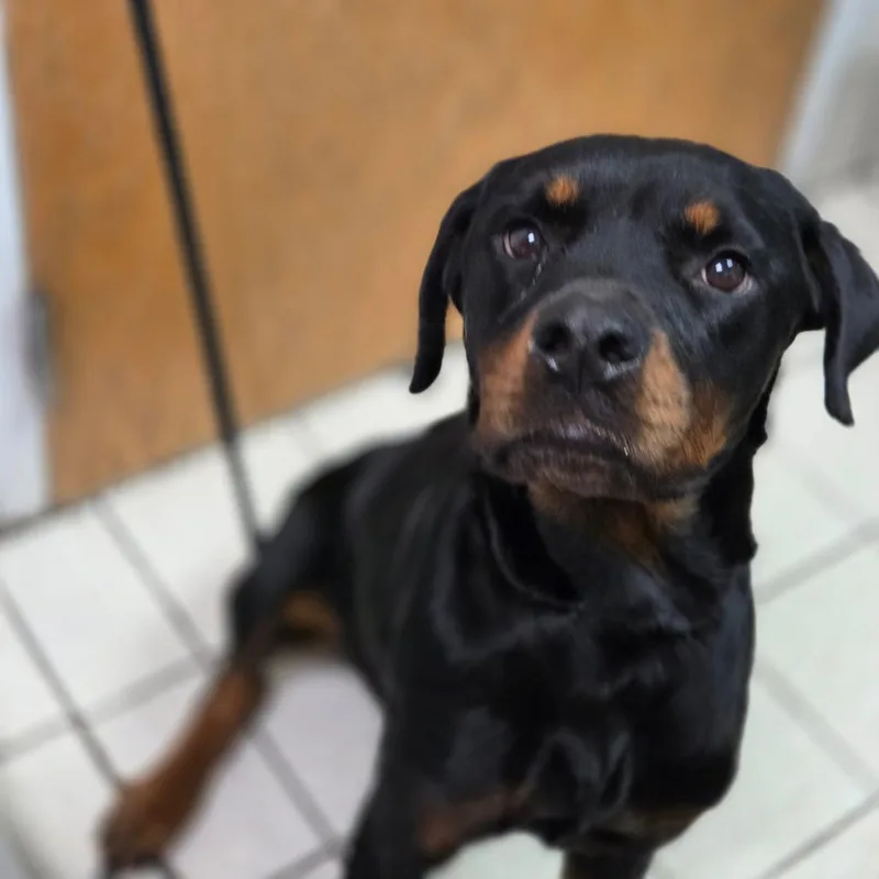 An adult medium-sized female Black Mixed Breed dog named Roxy for adoption in Charleston, WV