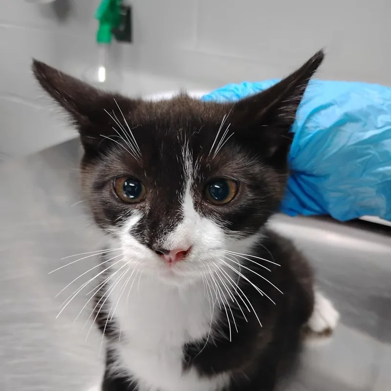 A baby small-sized male Black Domestic Short Hair cat named Intex for adoption in Summerville, SC