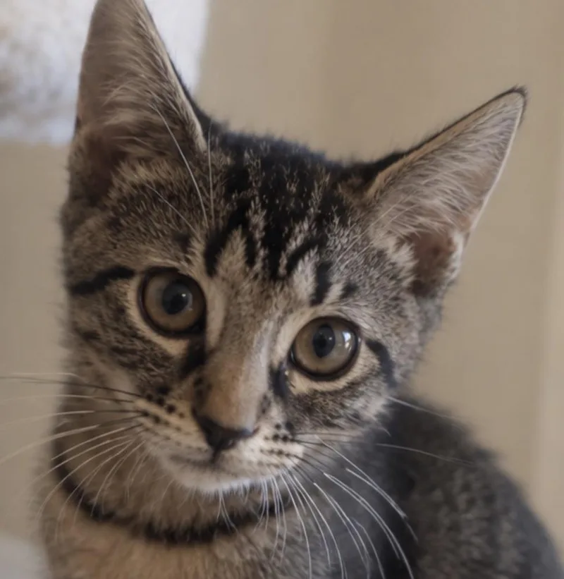 A baby small-sized female Brown / Chocolate Domestic Short Hair cat named Banana for adoption in Hudson, NH
