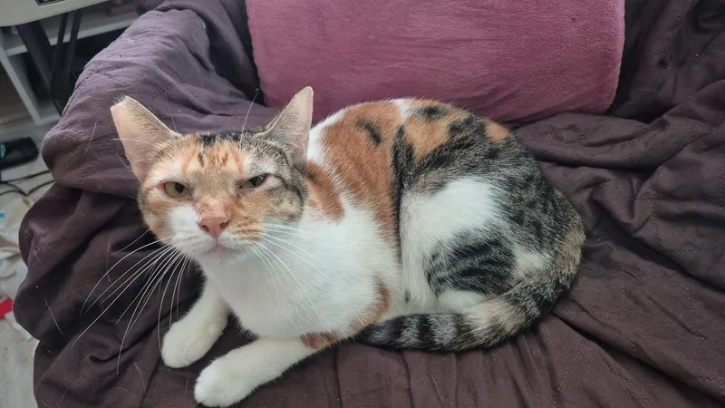 A young medium-sized female American Shorthair cat named Sofia for adoption in Naranjito, PR