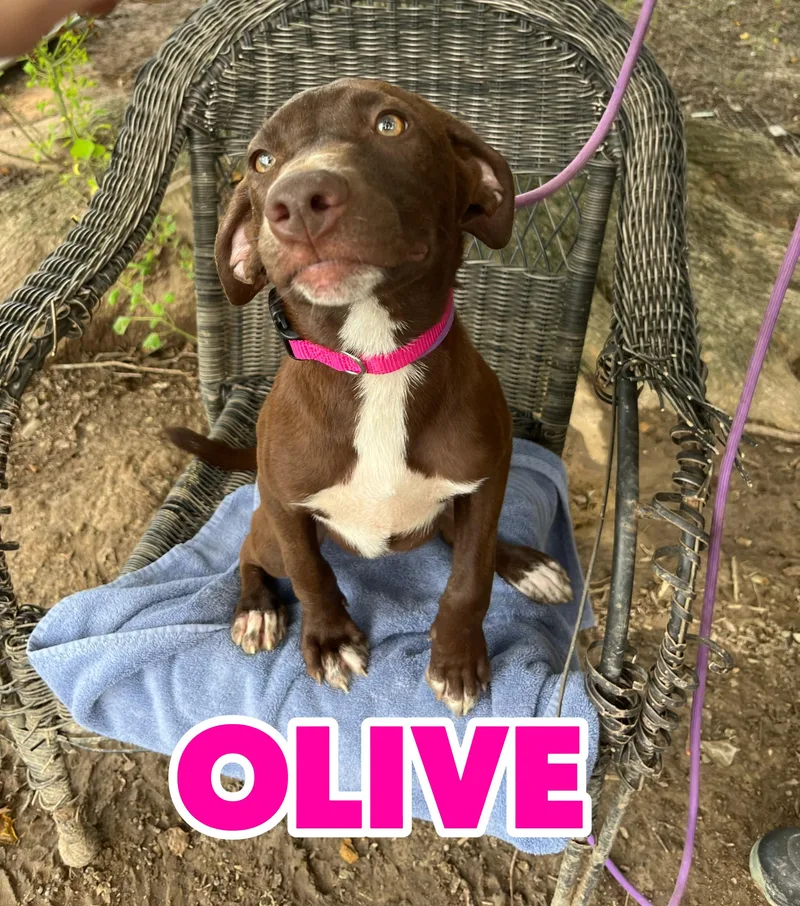 A young medium-sized female Brown / Chocolate Labrador Retriever dog named Olive for adoption in Hampton, VA