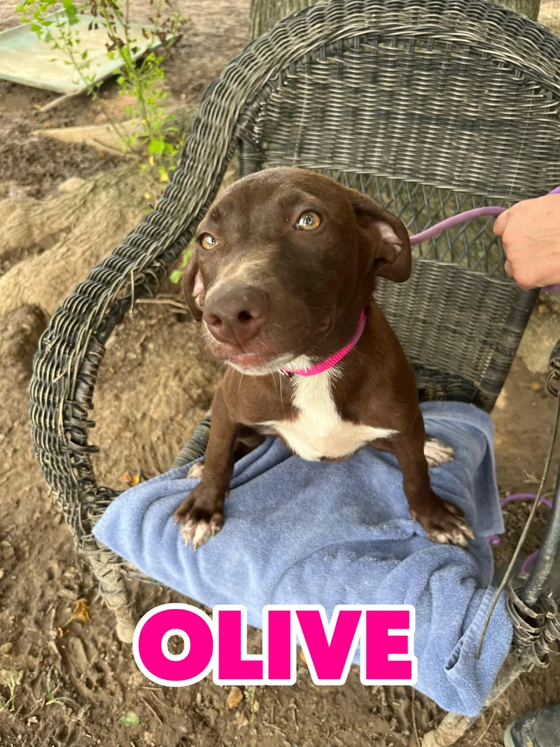 Olive thumbnail 2