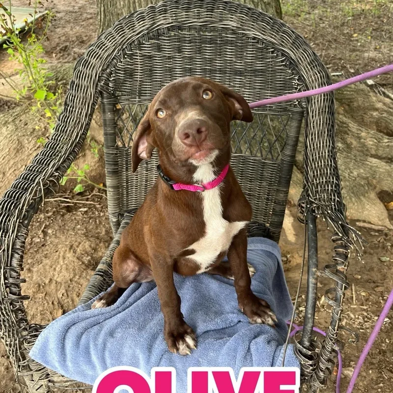 Olive thumbnail 3