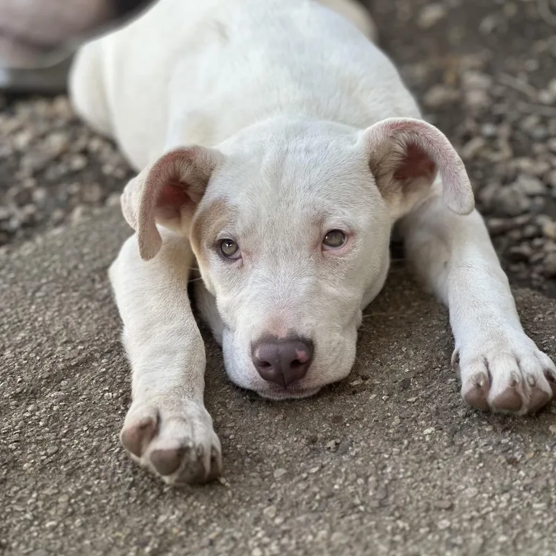 A young medium-sized female White / Cream Pit Bull Terrier dog named Marny for adoption in Mokena, IL