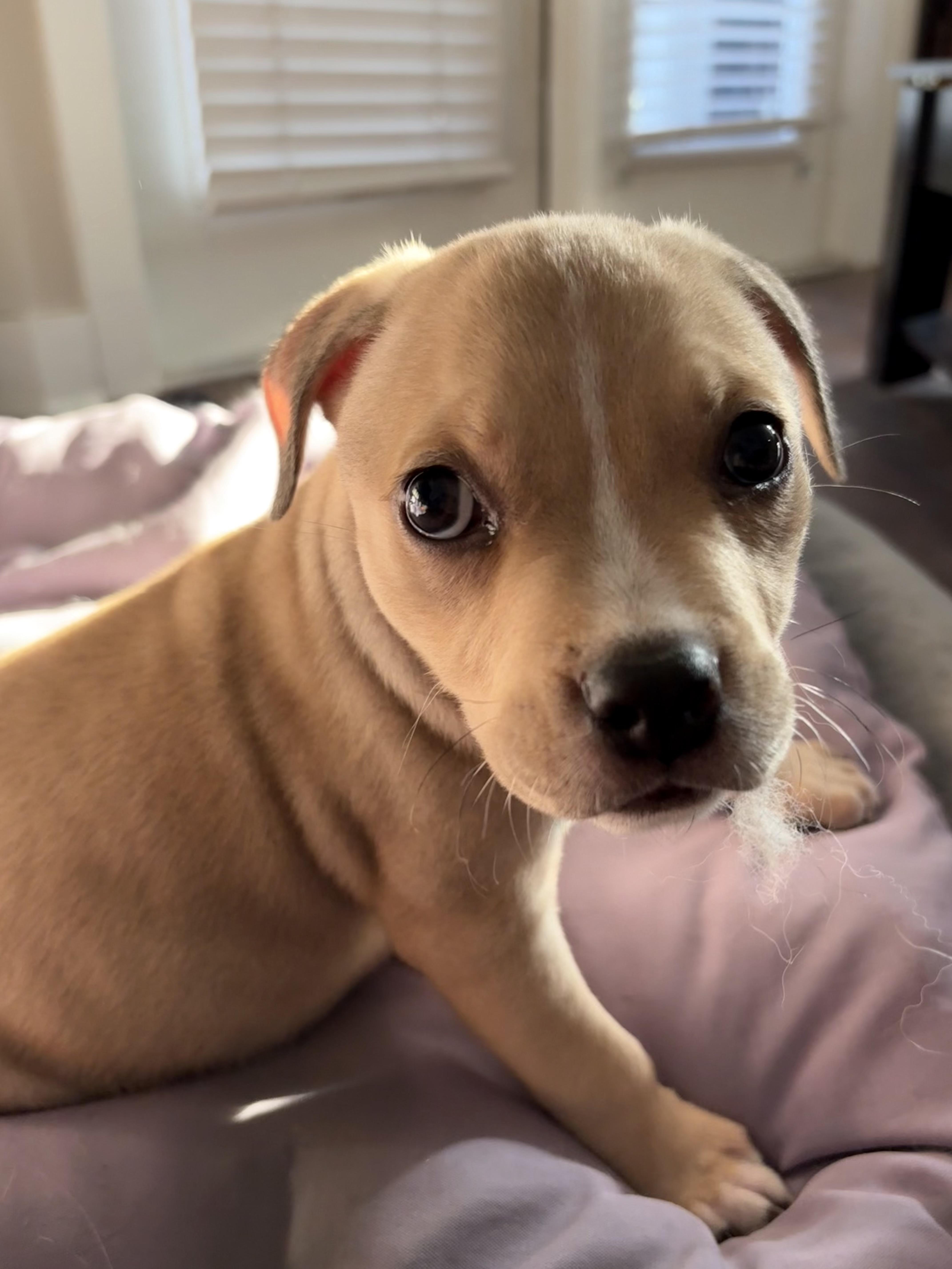 A baby medium-sized male Yellow / Tan / Blond / Fawn Mixed Breed dog named Sunkist for adoption in Charleston, SC
