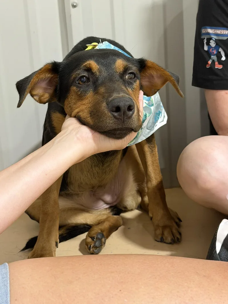 A baby medium-sized female Labrador Retriever dog named Baela for adoption in Pembroke, MA