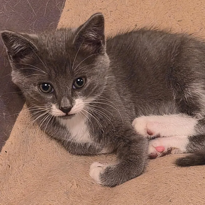 Gilligan thumbnail 2