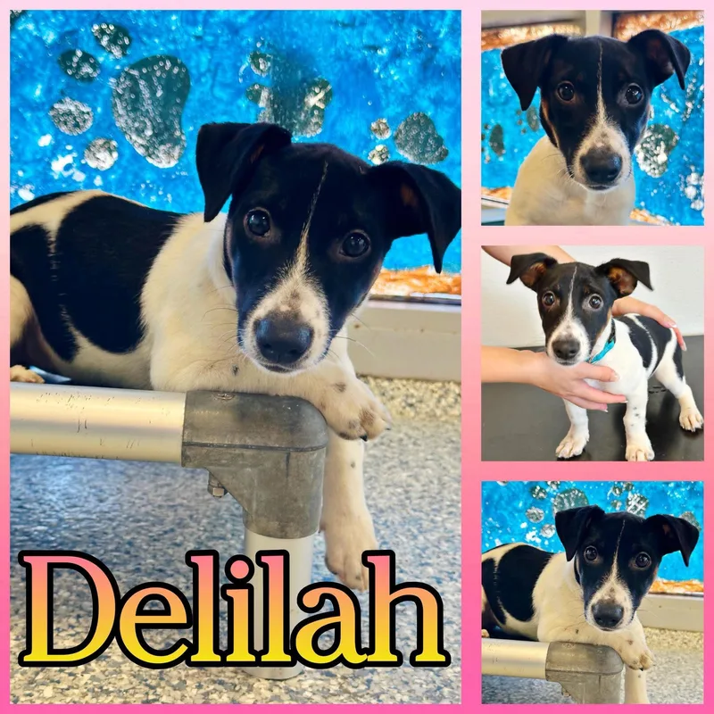 A baby small-sized female Jack Russell Terrier dog named Delilah for adoption in Hatfield, PA