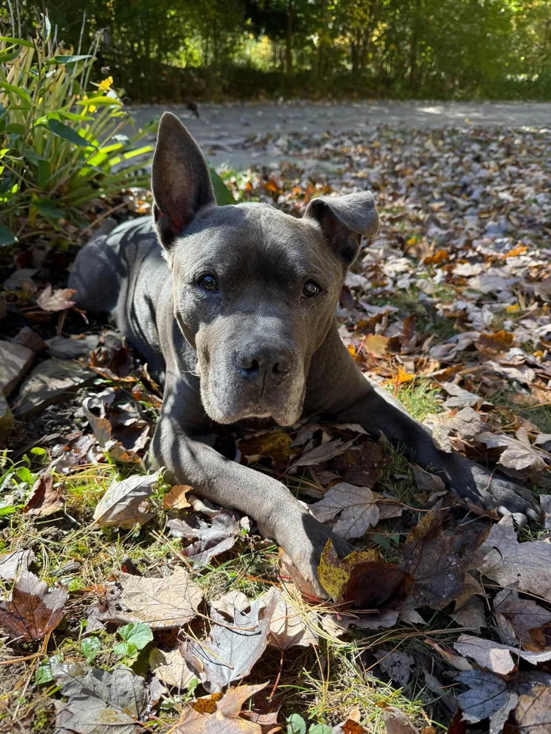 A senior large-sized male Pit Bull Terrier dog named Banks for adoption in Cleveland, OH