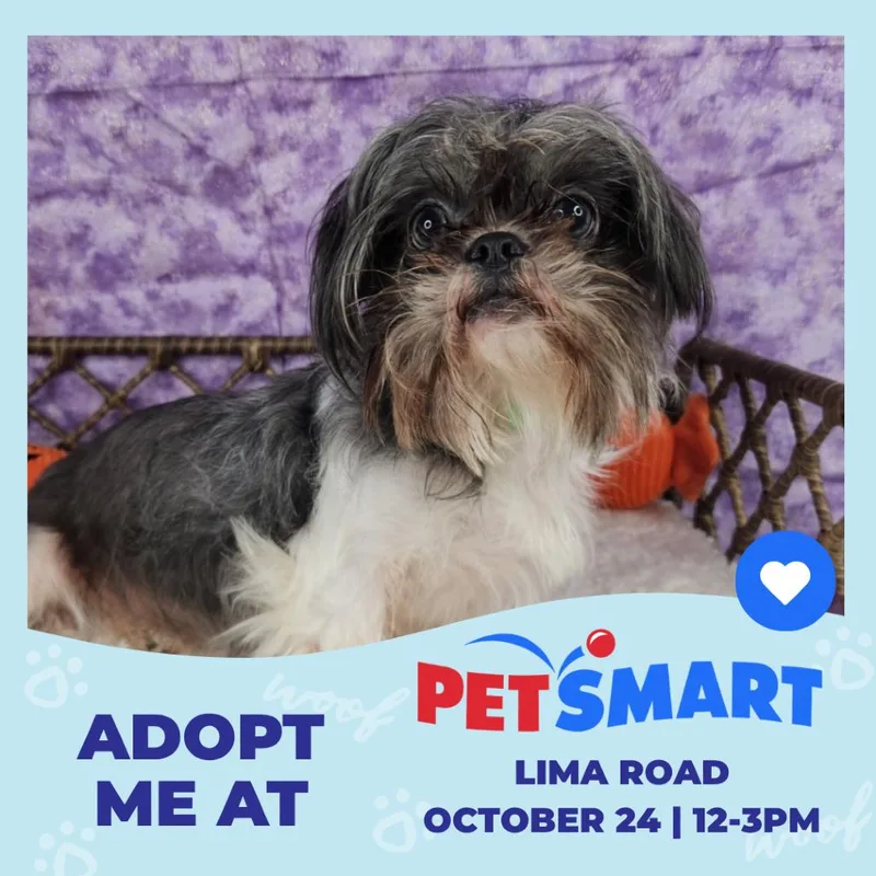 An adult small-sized female Gray / Blue / Silver Shih Tzu dog named Diamond for adoption in Fort Wayne, IN