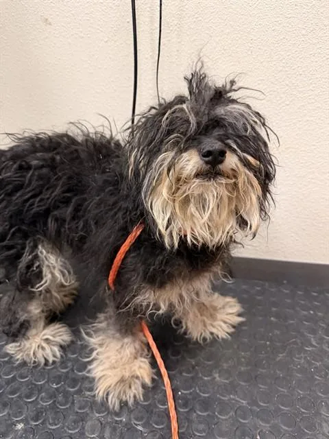 A young small-sized female Yorkshire Terrier dog named Priscilla for adoption in Ontario, CA
