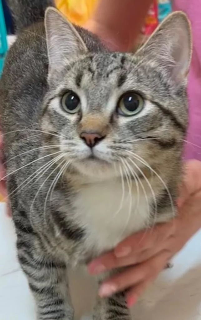 A young medium-sized male Domestic Short Hair cat named Homer for adoption in Elizabethton, TN