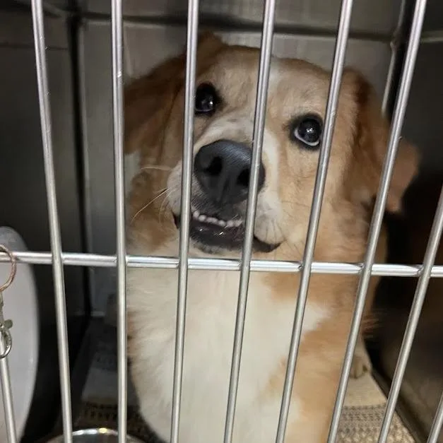 An adult medium-sized male Red / Chestnut / Orange Cardigan Welsh Corgi dog named Chunkamonk for adoption in Port Charlotte, FL