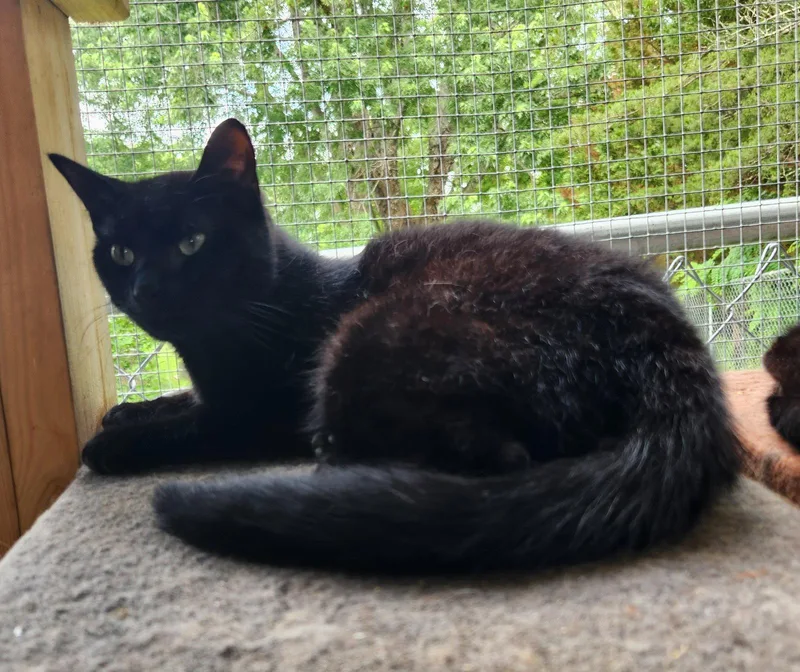 A young medium-sized male Black Domestic Short Hair cat named Barry for adoption in Crossville, TN