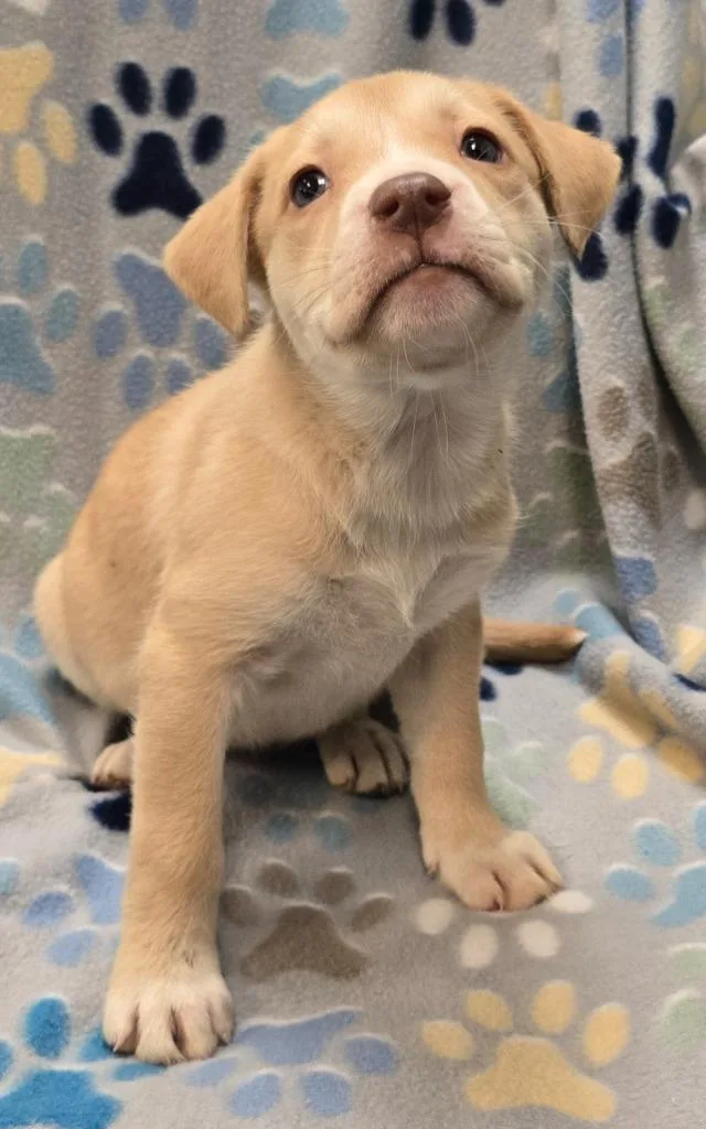 A baby large-sized female Pit Bull Terrier dog named Butterscotch for adoption in Murphysboro, IL