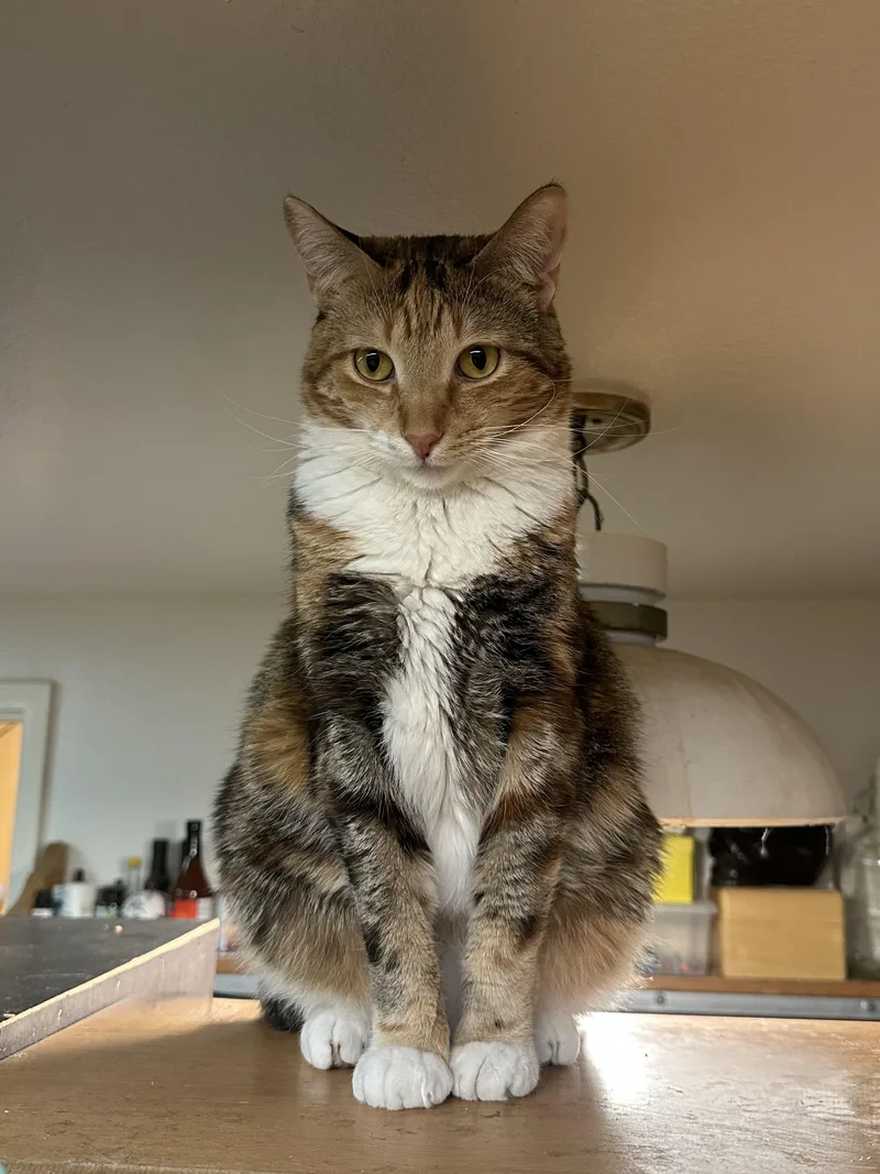 Princess Zelda thumbnail 3