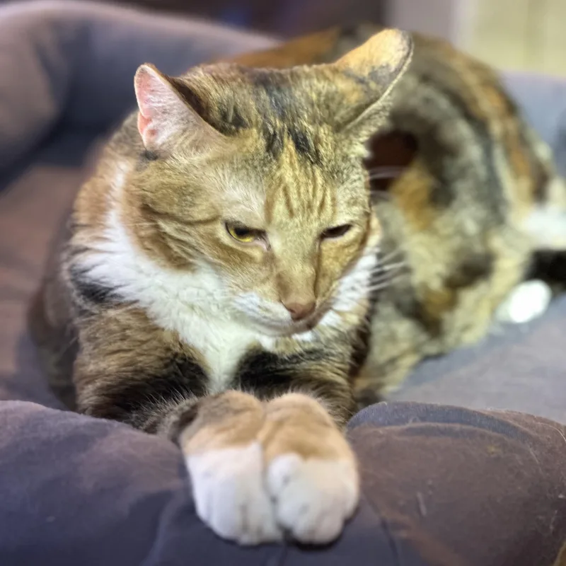 Princess Zelda thumbnail 4