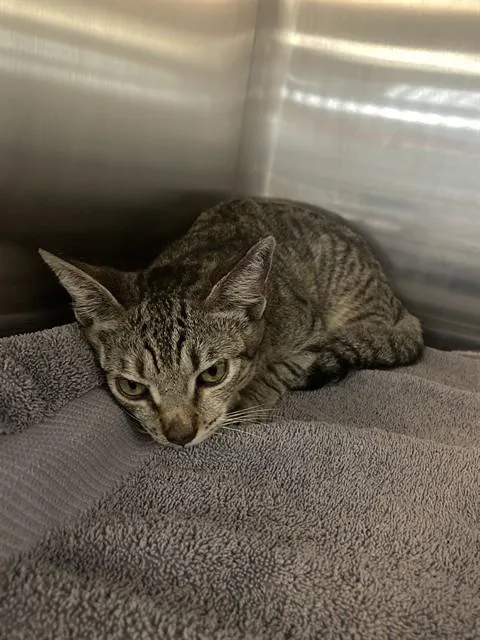 A young small-sized female Domestic Short Hair cat named Yuki for adoption in Long Beach, CA