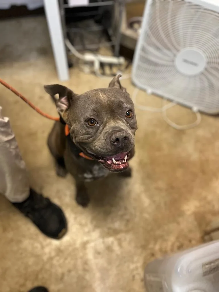 A young medium-sized female Bull Terrier dog named Jean for adoption in New Braunfels, TX