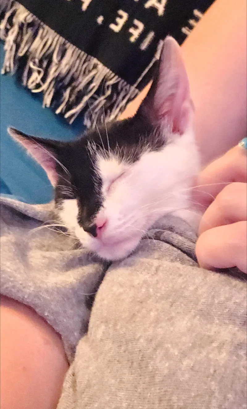 A young medium-sized female Black & White / Tuxedo Domestic Short Hair cat named Panda for adoption in Marietta, GA