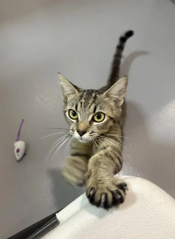 A young medium-sized female Domestic Short Hair cat named Redbull for adoption in Healdsburg, CA