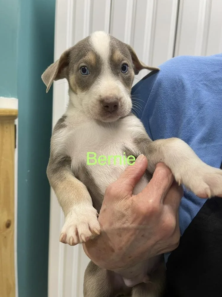 A baby small-sized male Pit Bull Terrier dog named Bernie for adoption in Chattanooga, TN