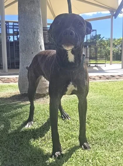 A young medium-sized female Terrier dog named Wednesday for adoption in Honolulu, HI