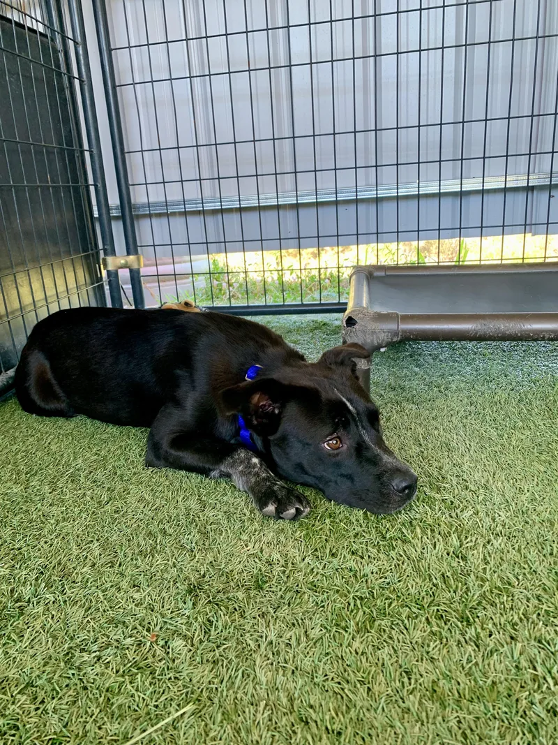 A young medium-sized female Black Terrier dog named Sprinkles for adoption in Grass Valley, CA