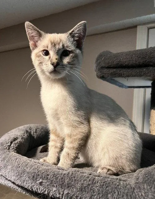 Luca