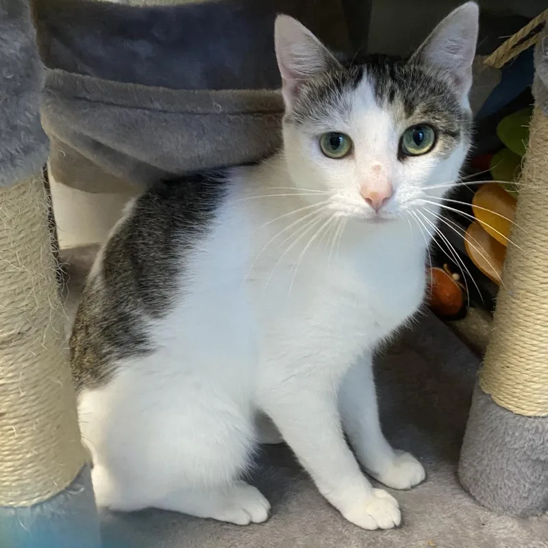 An adult medium-sized female White Domestic Short Hair cat named Opal for adoption in Fletcher, NC