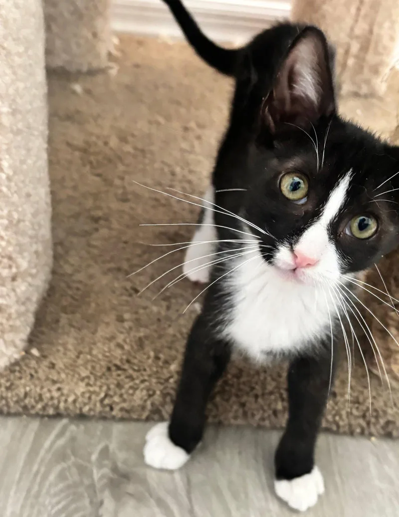 A baby medium-sized male Black & White / Tuxedo Domestic Short Hair cat named Bolt for adoption in Fort Myers, FL