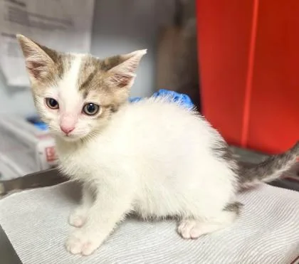 A baby small-sized female Domestic Short Hair cat named Princess Leia for adoption in Fresno, CA