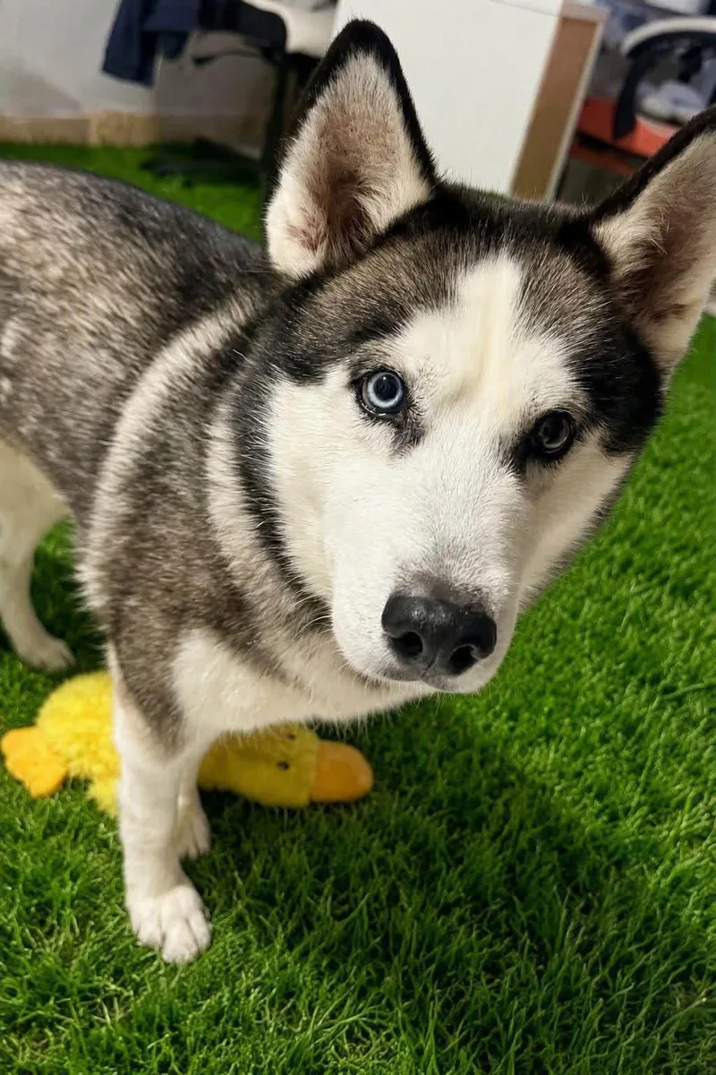 An adult medium-sized female Siberian Husky dog named Tilly for adoption in Sumter, SC