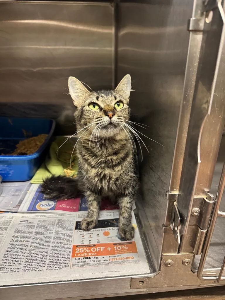 A young medium-sized female Domestic Short Hair cat named Fanni for adoption in Sorrento, LA