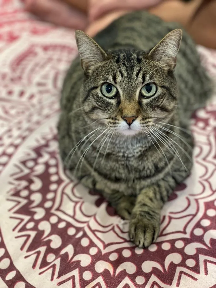A senior small-sized male Domestic Short Hair cat named Sparta for adoption in San Leon, TX