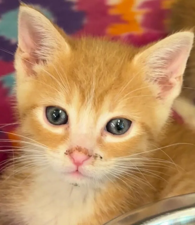 A baby small-sized male Domestic Short Hair cat named Joey for adoption in Elizabethton, TN
