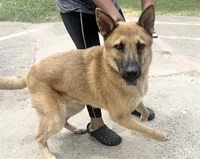 A young medium-sized male Belgian Shepherd / Malinois dog named A for adoption in Houston, TX