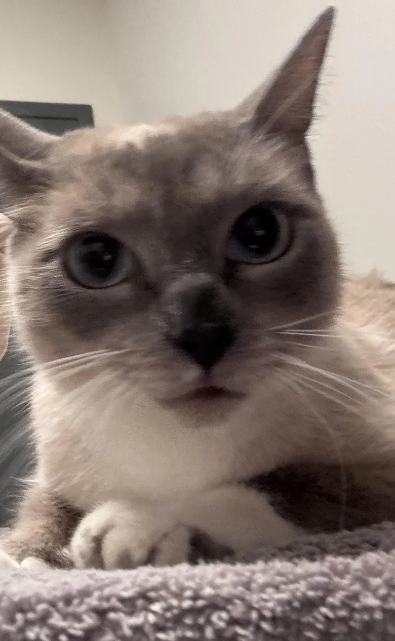 Mia