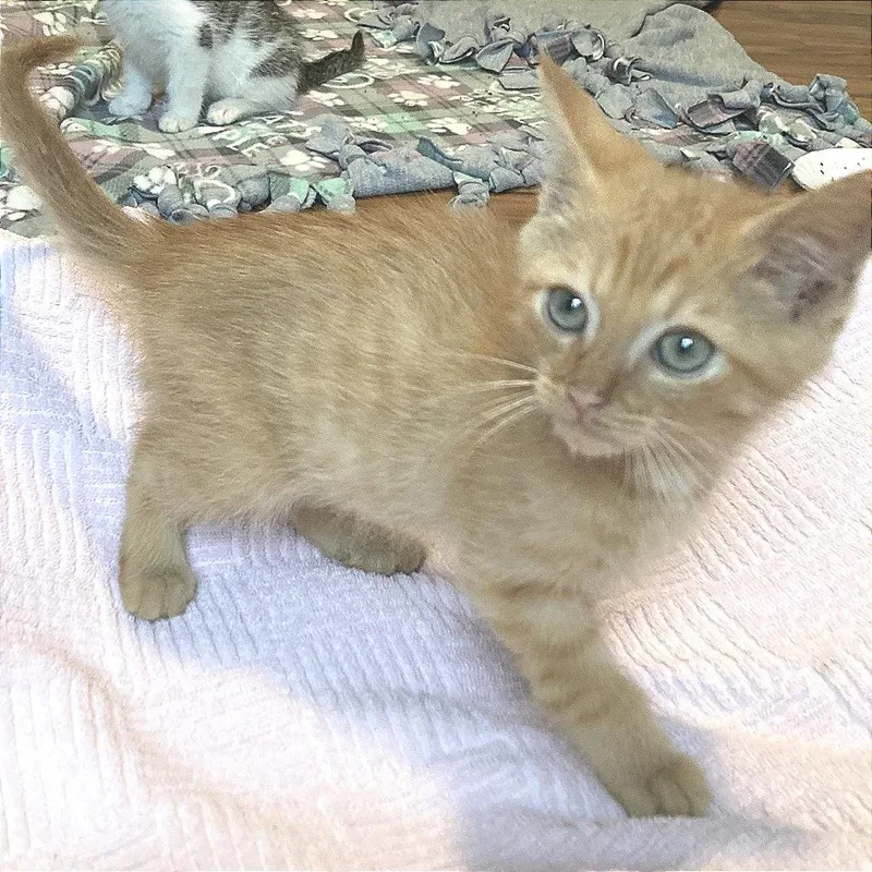 A baby small-sized male Orange / Red Domestic Short Hair cat named Floydinater for adoption in Fredericksburg, VA