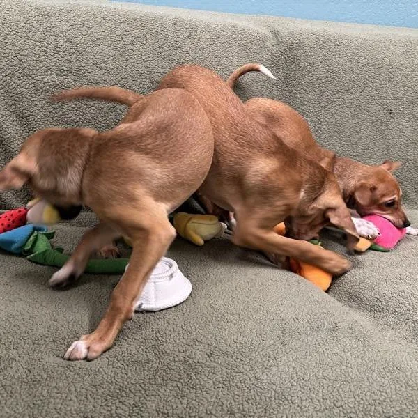A baby small-sized female Yellow / Tan / Blond / Fawn Chihuahua dog named Morning Star for adoption in Tempe, AZ